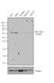 Beta-Transducin Repeat Containing E3 Ubiquitin Protein Ligase antibody, 37-3400, Invitrogen Antibodies, Western Blot image 