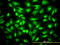 Cyclin Dependent Kinase Inhibitor 1B antibody, LS-B5389, Lifespan Biosciences, Immunofluorescence image 