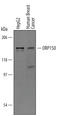 Hypoxia Up-Regulated 1 antibody, AF5558, R&D Systems, Western Blot image 
