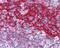 Fc Fragment Of IgE Receptor II antibody, 48-480, ProSci, Immunohistochemistry frozen image 