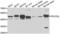 Programmed Cell Death 2 Like antibody, LS-C349111, Lifespan Biosciences, Western Blot image 