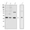 MAF BZIP Transcription Factor A antibody, RP1066, Boster Biological Technology, Western Blot image 
