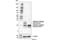 TNF Receptor Superfamily Member 17 antibody, 88183S, Cell Signaling Technology, Western Blot image 