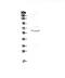 CD1c Molecule antibody, PA5-78963, Invitrogen Antibodies, Western Blot image 