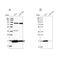 Peroxiredoxin 5 antibody, NBP2-38371, Novus Biologicals, Western Blot image 