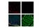 Actin Alpha 2, Smooth Muscle antibody, 76113S, Cell Signaling Technology, Flow Cytometry image 