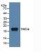 TNF Superfamily Member 11 antibody, abx131779, Abbexa, Western Blot image 