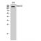 Nucleolar Protein 8 antibody, LS-C384931, Lifespan Biosciences, Western Blot image 