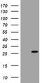 BCL2 Interacting Protein 1 antibody, MA5-26530, Invitrogen Antibodies, Western Blot image 