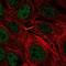 Transmembrane Protein 8A antibody, NBP2-30919, Novus Biologicals, Immunocytochemistry image 