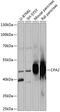 Carboxypeptidase A2 antibody, 15-509, ProSci, Western Blot image 