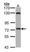 Exocyst Complex Component 7 antibody, PA5-22215, Invitrogen Antibodies, Western Blot image 