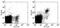 Integrin Subunit Alpha 2 antibody, 14-5971-85, Invitrogen Antibodies, Flow Cytometry image 