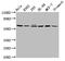 GATA Zinc Finger Domain Containing 2A antibody, CSB-PA803156LA01HU, Cusabio, Western Blot image 