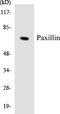 Paxillin antibody, LS-C200466, Lifespan Biosciences, Western Blot image 