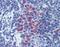 CD11b antibody, orb89134, Biorbyt, Immunohistochemistry paraffin image 