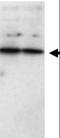 Secreted Frizzled Related Protein 1 antibody, orb86472, Biorbyt, Western Blot image 