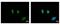 Structural Maintenance Of Chromosomes 6 antibody, NBP2-20420, Novus Biologicals, Immunocytochemistry image 