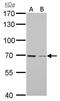 Growth Arrest Specific 6 antibody, GTX105300, GeneTex, Western Blot image 