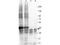 Growth Differentiation Factor 15 antibody, TA319548, Origene, Western Blot image 