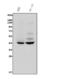 Purinergic Receptor P2Y14 antibody, A09607-3, Boster Biological Technology, Western Blot image 