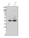 P2Y purinoceptor 14 antibody, A09607-3, Boster Biological Technology, Western Blot image 