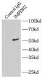 Inosine Monophosphate Dehydrogenase 2 antibody, FNab04303, FineTest, Immunoprecipitation image 