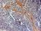 NLR Family Pyrin Domain Containing 3 antibody, NB100-41104, Novus Biologicals, Immunohistochemistry paraffin image 