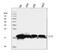 SUB1 Regulator Of Transcription antibody, M02698-2, Boster Biological Technology, Western Blot image 