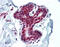 Histone Deacetylase 1 antibody, 49-052, ProSci, Immunohistochemistry frozen image 