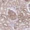 Fidgetin-like protein 1 antibody, HPA055542, Atlas Antibodies, Immunohistochemistry frozen image 