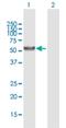 UDP Glucuronosyltransferase Family 2 Member A3 antibody, H00079799-B01P, Novus Biologicals, Western Blot image 