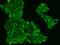 TM40L antibody, 202619-T02, Sino Biological, Immunohistochemistry frozen image 