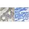 GUF1 Homolog, GTPase antibody, A10058, Boster Biological Technology, Immunohistochemistry paraffin image 