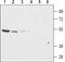 Potassium Voltage-Gated Channel Subfamily J Member 13 antibody, PA5-77639, Invitrogen Antibodies, Western Blot image 