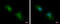 Amyloid Beta Precursor Protein Binding Family B Member 2 antibody, GTX110271, GeneTex, Immunofluorescence image 