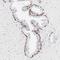 Keratin 15 antibody, NBP1-85602, Novus Biologicals, Immunohistochemistry frozen image 