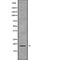 Zinc Finger HIT-Type Containing 1 antibody, abx219474, Abbexa, Western Blot image 