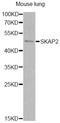 Src Kinase Associated Phosphoprotein 2 antibody, STJ28518, St John