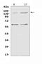 Crumbs homolog 1 antibody, A01499, Boster Biological Technology, Western Blot image 