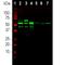 Peripherin antibody, NB300-137, Novus Biologicals, Western Blot image 