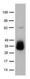Granzyme B antibody, 13-8822-82, Invitrogen Antibodies, Western Blot image 
