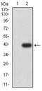 BCL2L2-PABPN1 Readthrough antibody, NBP2-61706, Novus Biologicals, Western Blot image 
