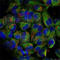 Nuclear Factor Kappa B Subunit 2 antibody, AP0418, ABclonal Technology, Immunofluorescence image 
