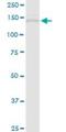 Tim1 antibody, H00008914-D01P, Novus Biologicals, Western Blot image 