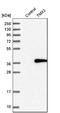 Thioredoxin-related transmembrane protein 2 antibody, NBP1-87305, Novus Biologicals, Western Blot image 