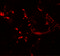 Hedgehog Acyltransferase Like antibody, 6787, ProSci, Immunofluorescence image 