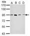 Signal Transducer And Activator Of Transcription 5A antibody, PA5-29709, Invitrogen Antibodies, Western Blot image 