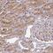 Chromosome 5 Open Reading Frame 24 antibody, NBP2-31686, Novus Biologicals, Immunohistochemistry paraffin image 