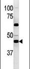 Phosphoglycerate Kinase 2 antibody, PA5-13975, Invitrogen Antibodies, Western Blot image 